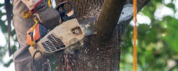 Best Storm Damage Tree Cleanup  in Edina, MN